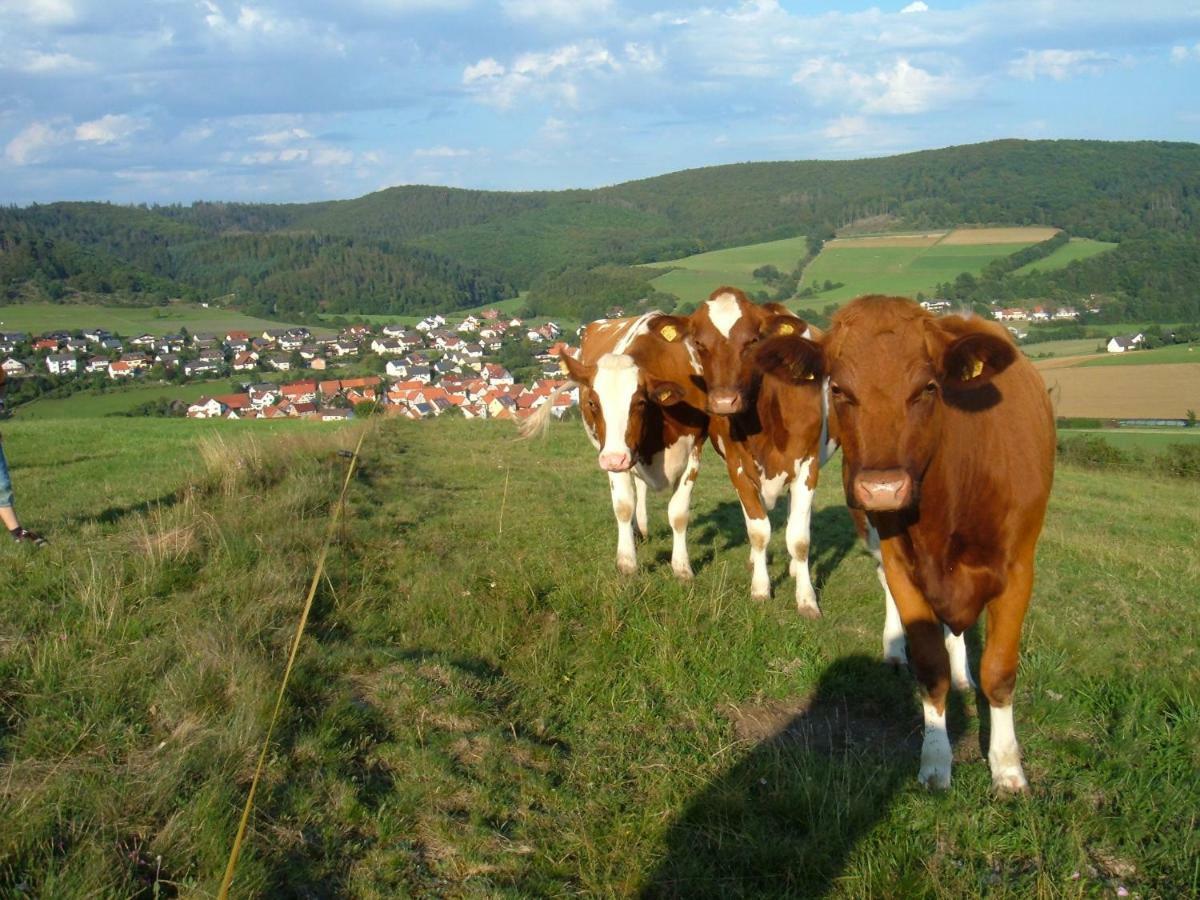 Ferienwohnungen Finke Frankenau Экстерьер фото
